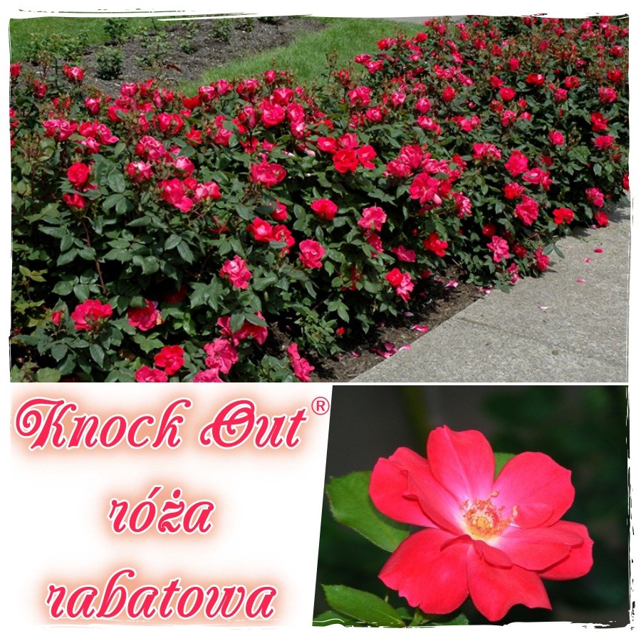 Knock Out róże rabatowe